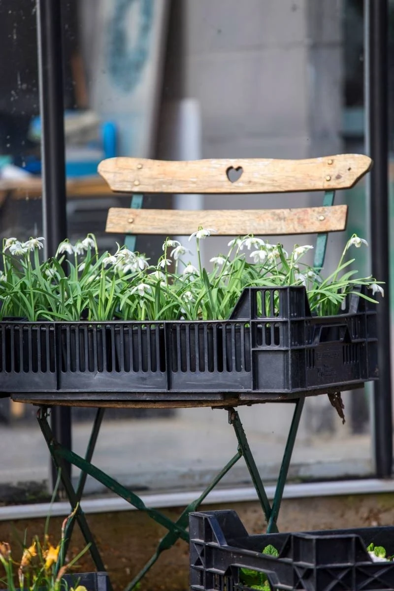 Merkloos Sneeuwklokjes In Pot (Ø9cm) - Voorjaarsbollen - 1 Tray à 9 Stuks - Haal Het Voorjaar In Huis - Bloeien Prachtig 2 à 3 Weken Na Ontvangst 4 Merkloos Sneeuwklokjes In Pot (Ø9cm) - Voorjaarsbollen - 1 Tray à 9 Stuks - Haal Het Voorjaar In Huis - Bloeien Prachtig 2 à 3 Weken Na Ontvangst - Afbeelding 2
