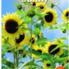 Buzzy® Sunny Flowers, Zonnebloem Moonwalker -Goedkope Groene Liefde Winkel 802x1200