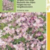 Vergeet-Me-Nietje Bloemzaad - Myosotis Alpestris Victoria - Rose 1 Vergeet-Me-Nietje Bloemzaad - Myosotis Alpestris Victoria - Rose -Goedkope Groene Liefde Winkel 808x1200 3