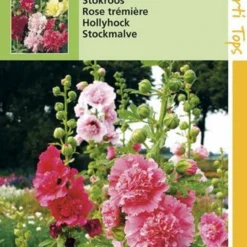 Hortitops Zaden - Althaea Rosea Summer Carnival - Stokroos 7 Hortitops Zaden - Althaea Rosea Summer Carnival - Stokroos -Goedkope Groene Liefde Winkel 808x1200 4
