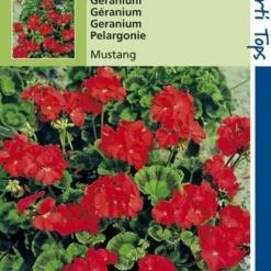 Hortitops Zaden - Geranium Bloemzaad - Mustang - Kersrood -Goedkope Groene Liefde Winkel 808x1200 5