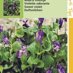 Hortitops Maarts Viooltje Bloemzaad - Viola Odorata 7 Hortitops Maarts Viooltje Bloemzaad - Viola Odorata -Goedkope Groene Liefde Winkel 808x1200 6