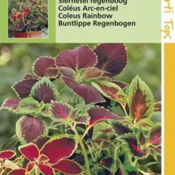 Hortitops Zaden - Coleus Blumei Regenboogmengsel