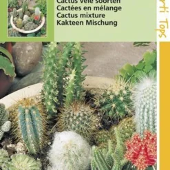 Hortitops Zaden - Cactus All-Round Mengsel