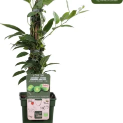 Merkloos Actinidia Arguta 'Kiwiberry'® - Mini Kiwi - BIO Fruitplant