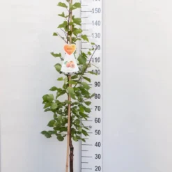 Bergeron Abrikozenboom -Fruitboom- 120 Cm Hoog- Laagstam- Potgekweekt- Professioneel Telersras