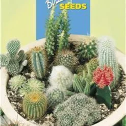 Buzzy - Cactus All Round Mengsel 9 Buzzy - Cactus All Round Mengsel -Goedkope Groene Liefde Winkel 828x1200 1