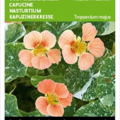 Buzzy® Oost-Indische Kers - Alaska Salmon 9 Buzzy® Oost-Indische Kers - Alaska Salmon -Goedkope Groene Liefde Winkel 829x1200 9