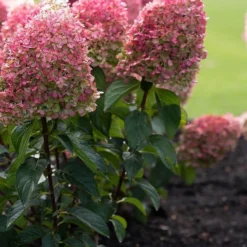 Hydrangea Paniculata Living Pinky Promise® -Goedkope Groene Liefde Winkel 833x1200 10