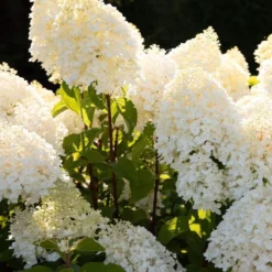 Goedkope Groene Liefde Winkel -Goedkope Groene Liefde Winkel 833x1200 12