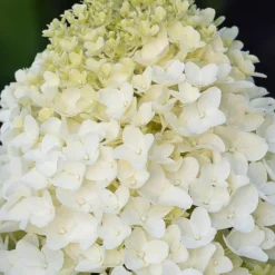 Hydrangea Paniculata Living Sugar Rush® -Goedkope Groene Liefde Winkel 833x1200 13