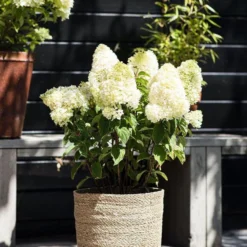 Hydrangea Paniculata Living Sugar Rush® -Goedkope Groene Liefde Winkel 833x1200 14