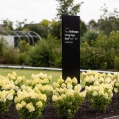 Hydrangea Paniculata Living Sugar Rush® -Goedkope Groene Liefde Winkel 833x1200 15