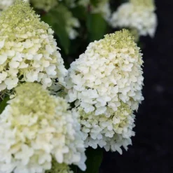 Hydrangea Paniculata Living Sugar Rush® -Goedkope Groene Liefde Winkel 833x1200 16