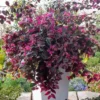 Merkloos 2x Loropetalum Chinense ‘Fire Dance’ – Heksenstruik In C2 Liter Pot Met Planthoogte 20-30cm -Goedkope Groene Liefde Winkel 833x1200 17
