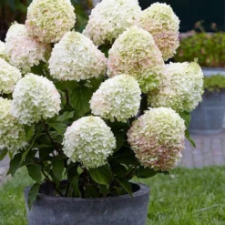 Hydrangea Paniculata Living Summer Love® -Goedkope Groene Liefde Winkel 833x1200 5