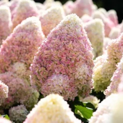 Hydrangea Paniculata Living Summer Love® -Goedkope Groene Liefde Winkel 833x1200 6