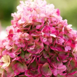 Hydrangea Paniculata Living Pinky Promise® -Goedkope Groene Liefde Winkel 833x1200 9