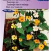 Sluis Garden - Suzanne Met De Mooie Ogen (Thunbergia Alata) -Goedkope Groene Liefde Winkel 837x1200 12