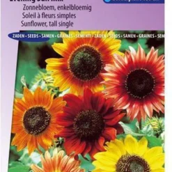 Sluis Garden- Zonnebloem Avondzon Mix (Helianthus)