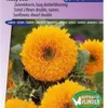 Sluis Garden - Zonnebloem Teddy Bear (Helianthus Annuus) -Goedkope Groene Liefde Winkel 837x1200 21