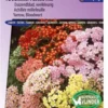 Sluis Garden - Duizendblad Summer Pastels F2 Mix (Achillea) 2 Sluis Garden - Duizendblad Summer Pastels F2 Mix (Achillea) -Goedkope Groene Liefde Winkel 837x1200 22