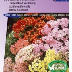 Sluis Garden - Duizendblad Summer Pastels F2 Mix (Achillea)