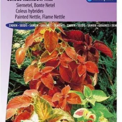 Sluis Garden - Siernetel Rainbow Mix (Coleus Blumei)