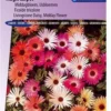 Sluis Garden - IJsbloem Magic Carpet Mix (Middagbloem) -Goedkope Groene Liefde Winkel 837x1200 34
