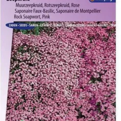 Sluis Garden - Zeepkruid Rose-Pink (Saponaria)