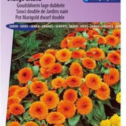 Sluis Garden Goudsbloem Orange Gitana (Calendula Officinalis)