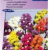 Sluis Garden - Lamsoor Pacific Mix (Statice) -Goedkope Groene Liefde Winkel 837x1200 6