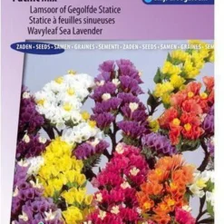 Sluis Garden - Lamsoor Pacific Mix (Statice)