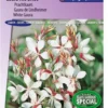 Sluis Garden - Prachtkaars The Bride (Gaura Lindheimeri) -Goedkope Groene Liefde Winkel 837x1200 8