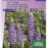 Sluis Garden - Lupine The Governor (Lupinus) -Goedkope Groene Liefde Winkel 844x1200 4