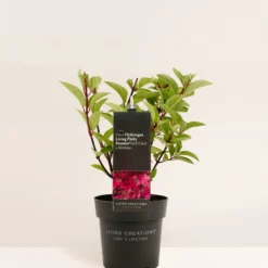 Hydrangea Paniculata Living Pinky Promise® -Goedkope Groene Liefde Winkel 850x1200 1