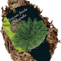 Roos Van Jericho Selaginella Los Per 3 (zonder Steeketiket) | Zomerbloeier | Groen
