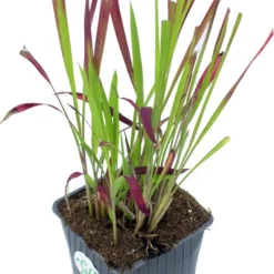 GP 12 X Japans Bloedgras - Siergras - Tuinplanten Winterhard - Vaste Planten - Imperata Red Baron - In 9x9cm Pot Met Hoogte 5-10cm -Goedkope Groene Liefde Winkel 850x1200