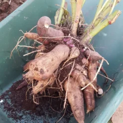 Yacon Broedknollen 3 Stuks 7 Yacon Broedknollen 3 Stuks -Goedkope Groene Liefde Winkel 852x1200