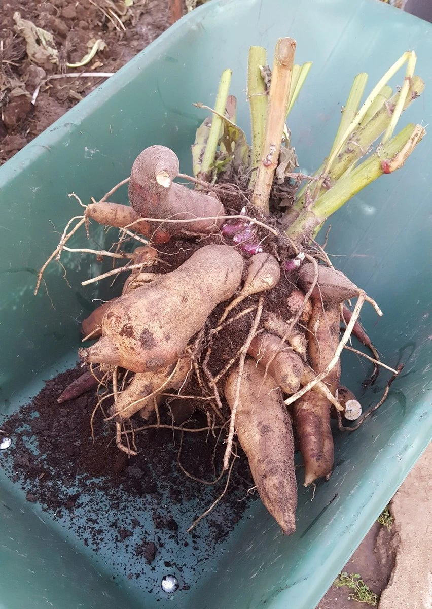 Yacon Broedknollen 3 Stuks 5 Yacon Broedknollen 3 Stuks - Afbeelding 3