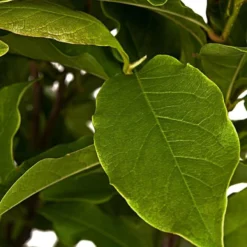 Merkloos Magnolia Susan Op Stam - Totale Hoogte 85 Cm -Goedkope Groene Liefde Winkel 870x1200 2