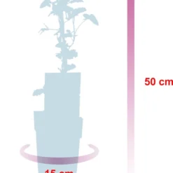 Grootmoeders Jam Mix - Mix Van 4 Fruitplanten: Framboos, Blauwe Bes, Rode Bes, Braam - Hoogte 50-60cm 9 Grootmoeders Jam Mix - Mix Van 4 Fruitplanten: Framboos, Blauwe Bes, Rode Bes, Braam - Hoogte 50-60cm -Goedkope Groene Liefde Winkel 875x1200