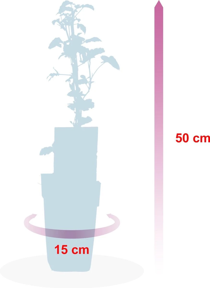 Grootmoeders Jam Mix - Mix Van 4 Fruitplanten: Framboos, Blauwe Bes, Rode Bes, Braam - Hoogte 50-60cm 6 Grootmoeders Jam Mix - Mix Van 4 Fruitplanten: Framboos, Blauwe Bes, Rode Bes, Braam - Hoogte 50-60cm - Afbeelding 4