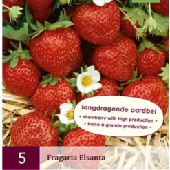 Jub Holland Elsanta Aardbeienplanten 10 Stuks - Zoete En Sappige Aardbeien - Fruitplanten - Kleinfruit - Garden Select -Goedkope Groene Liefde Winkel 883x1200