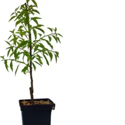 Prunus Dulcis 'Texas', Amandelboom, 5 Liter Pot -Goedkope Groene Liefde Winkel 891x1200 1