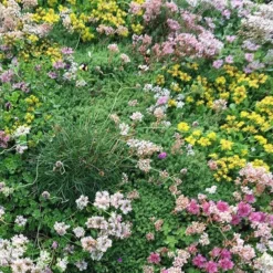 Covergreen Kant-en-klare Sedum Plantenmat -Goedkope Groene Liefde Winkel 898x1200 3