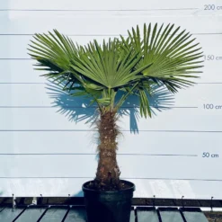 Sunnytree - Palmboom - Trachycarpus Fortunei - Winterharde Palmboom Voor Buiten - Hoogte: 160 Cm -Goedkope Groene Liefde Winkel 899x1200 4