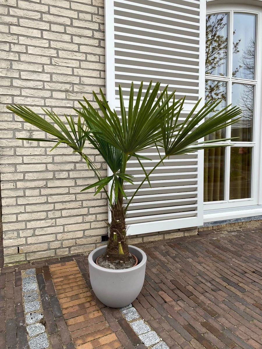 Winterharde Plamboom - Trachycarpus Fortunei 130cm 4 Winterharde Plamboom - Trachycarpus Fortunei 130cm - Afbeelding 2