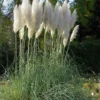 Merkloos 4x Cortaderia Selloana - Pampasgras In 3 Liter Pot -Goedkope Groene Liefde Winkel 900x1200 11
