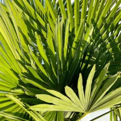 Sunnytree - Palmboom - Trachycarpus Fortunei - Winterharde Palmboom Voor Buiten - Hoogte: 160 Cm -Goedkope Groene Liefde Winkel 900x1200 13